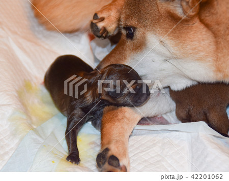産まれたての柴犬の赤ちゃんの写真素材