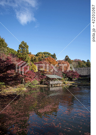 晩秋の東山公園 42201067