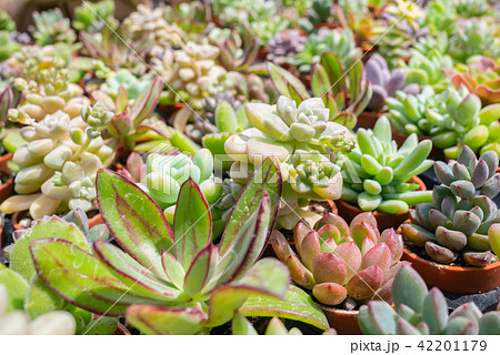 多肉植物 サボテン 多肉植物 サボテン 42201179