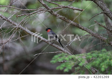 ウソのオス ウソのオス 42201269