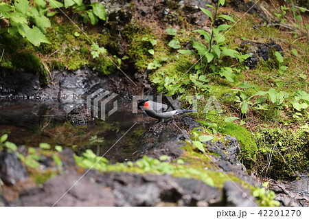 ウソのオス 42201270