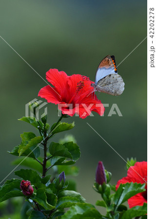 ツマベニチョウ②（鹿児島県） 42202278