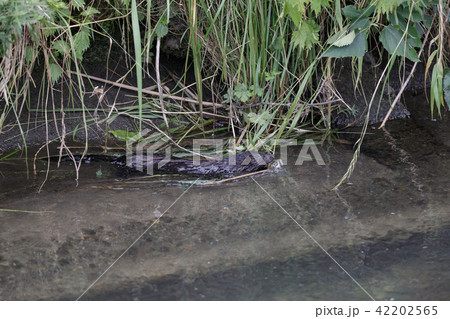 ミンク 生態写真４ 42202565