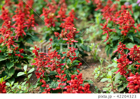 赤いサルビアの花の写真素材