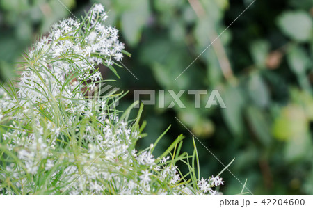 Herbal plant 42204600