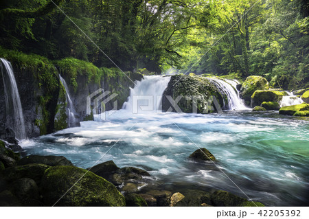 美しい菊池渓谷 42205392