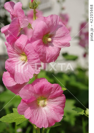 タチアオイ 42205668