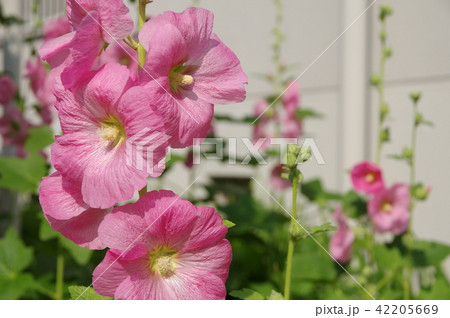 タチアオイ 42205669