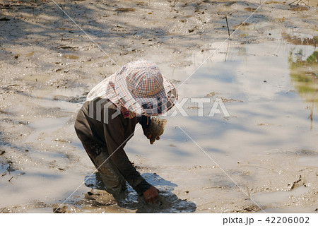 Farmer is looking fishg in the mud 42206002