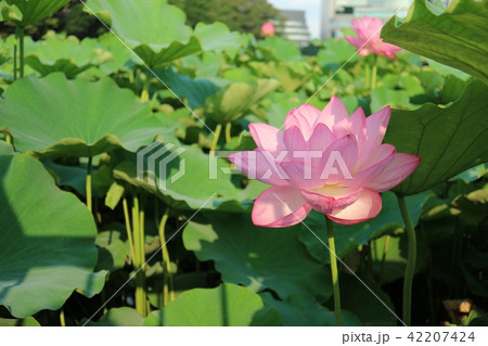 ハス ハス 42207424