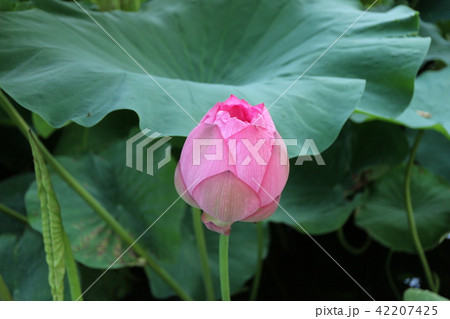 ハス ハス 42207425