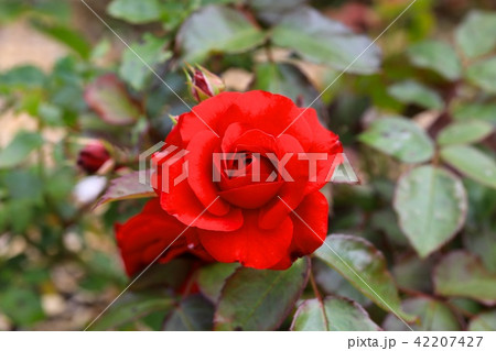 ユーロピアーナ 42207427