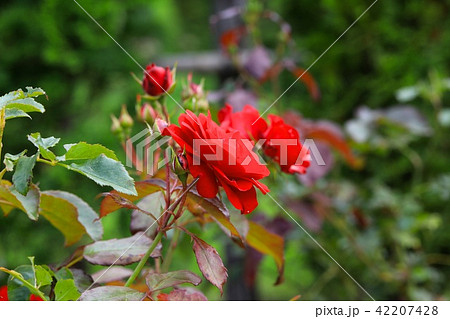 ユーロピアーナ 42207428