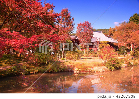 法金剛院（京都市　右京区） 庭園の紅葉 42207508