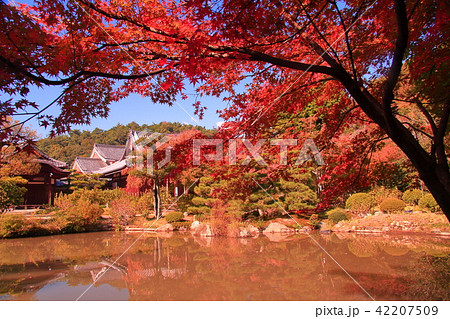 法金剛院（京都市　右京区） 庭園の紅葉 42207509