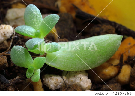多肉植物の葉挿し 42207569