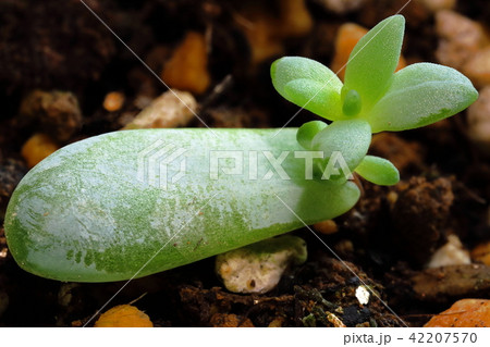 多肉植物の葉挿し 42207570