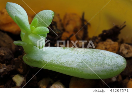 多肉植物の葉挿し 42207571