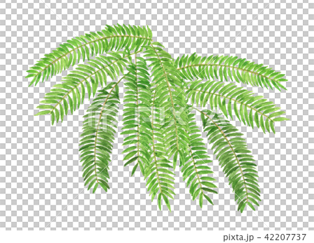 Sleeping wood 42207737