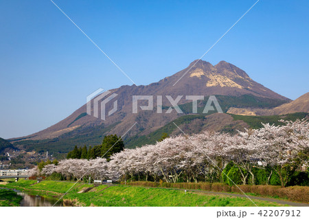 春の湯布院　大分川沿い　桜並木と由布岳 42207912