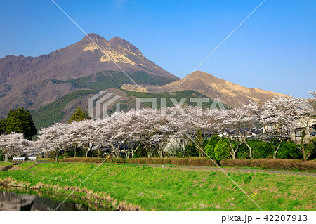 春の湯布院　大分川沿い　桜並木と由布岳 42207913
