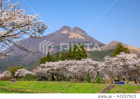 春の湯布院　桜並木と由布岳 42207915