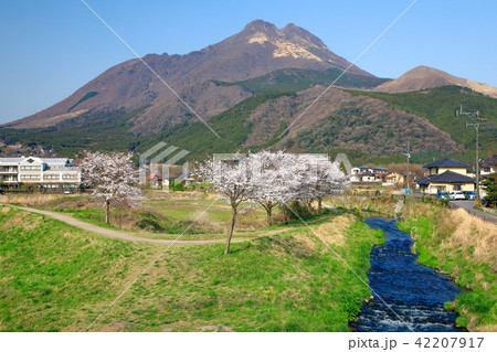 春の湯布院　大分川沿い　由布岳と桜 42207917