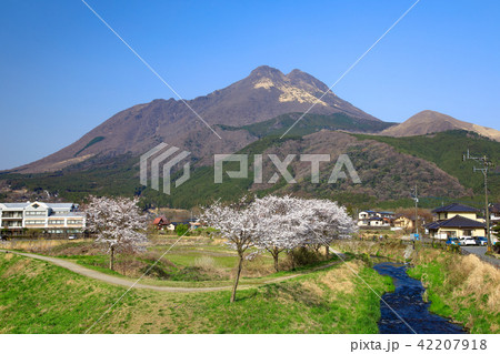 春の湯布院 大分川沿い 由布岳と桜の写真素材