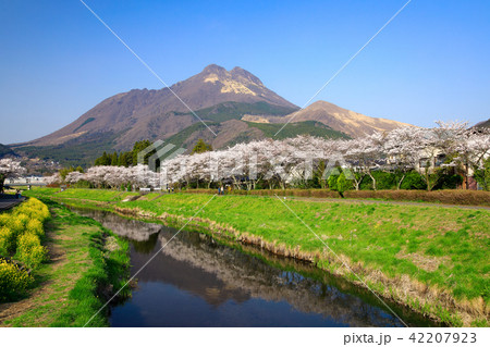 春の湯布院 桜並木と由布岳と菜の花 春の湯布院 桜並木と由布岳と菜の花 42207923