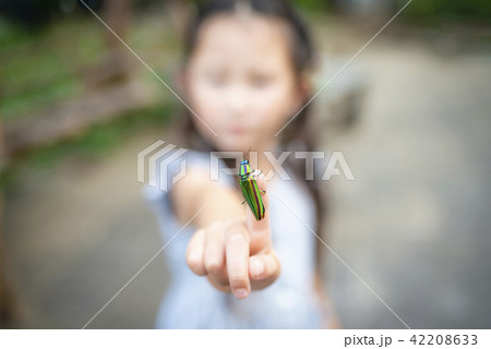 手にとまったタマムシ 42208633
