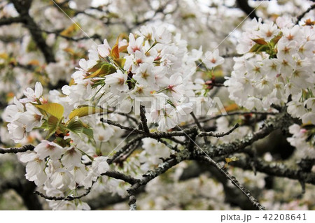 大島桜　＊＊＊　さくら　サクラ　桜　＊＊＊ 42208641
