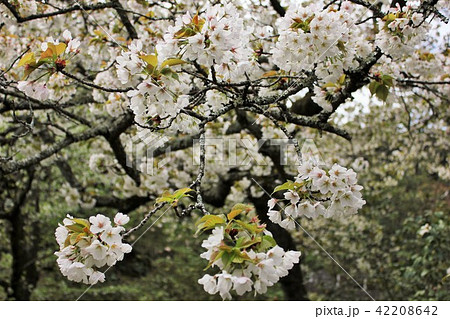 大島桜 *** さくら サクラ 桜 *** 大島桜 *** さくら サクラ 桜 *** 42208642