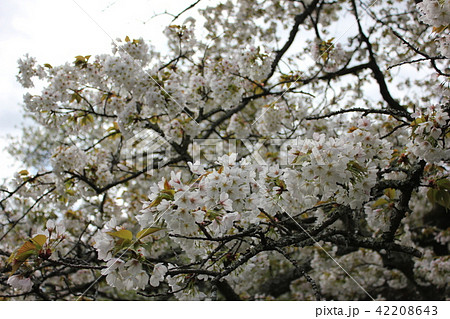 大島桜　＊＊＊　さくら　サクラ　桜　＊＊＊ 42208643