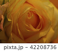 薔薇 42208736