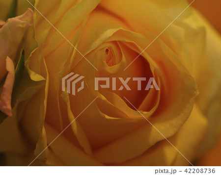 薔薇 薔薇 42208736