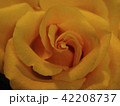 薔薇 42208737