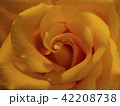 薔薇 42208738