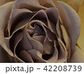 薔薇 42208739