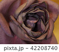 薔薇 42208740