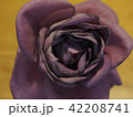 薔薇 42208741