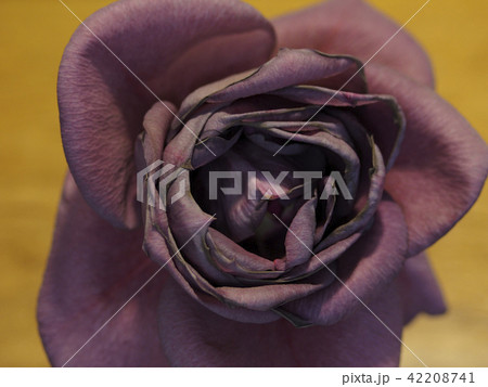 薔薇 薔薇 42208741