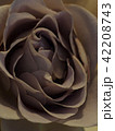 薔薇 42208743