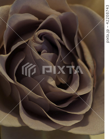 薔薇 42208743