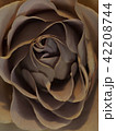 薔薇 42208744