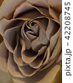 薔薇 42208745