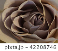 薔薇 42208746