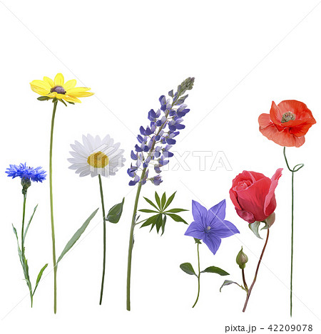 Flowers on white background 42209078