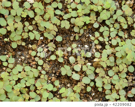 バタフライガーデン作り(ヤマトシジミの食草カタバミの発芽) バタフライガーデン作り(ヤマトシジミの食草カタバミの発芽) 42209082