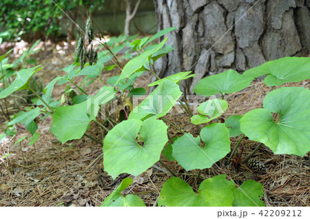 つわぶき 42209212