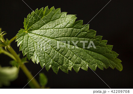 Stinging nettle leaf Stinging nettle leaf 42209708